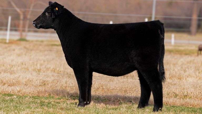 CLEARWATER TAG 6 HEIFER