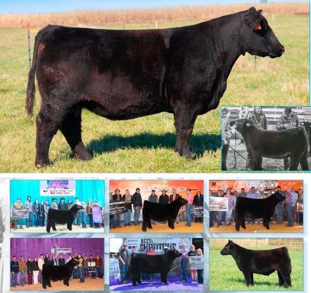 TIARKS M14 X MATERNAL MADE EMBRYOS