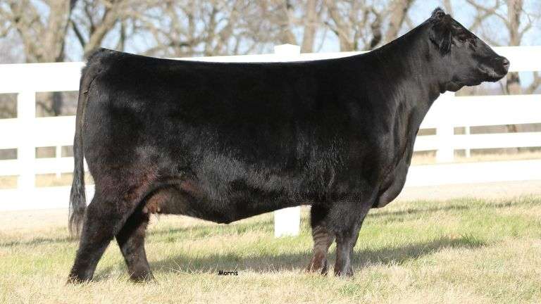 CHERRY KNOLL LADY 1835 X HITS DIFFERENT EMBRYOS