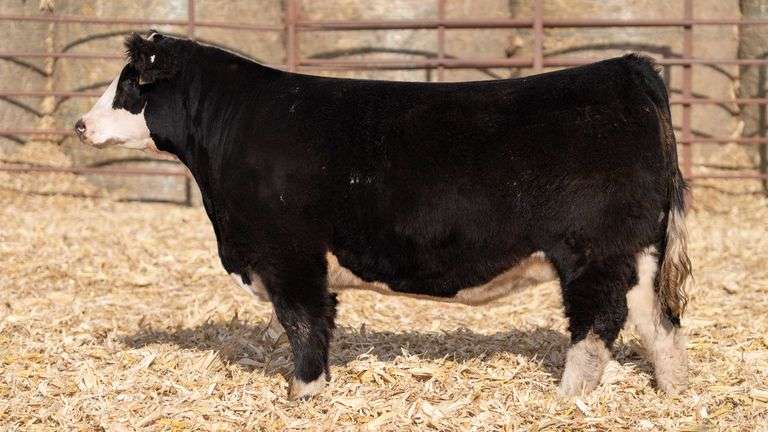 MATTHEWS TAG M224 BRED HEIFER