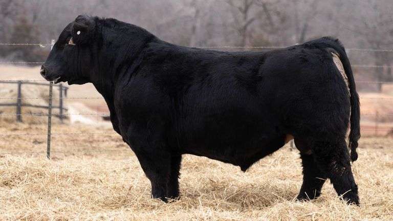 VANHOVE BACK TO THE FUTURE SEXED FEMALE SEMEN A