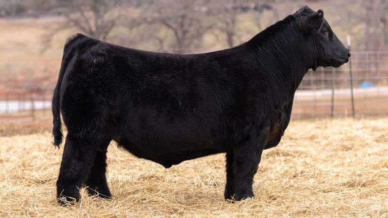 VANHOVE R.O.B. SEMEN