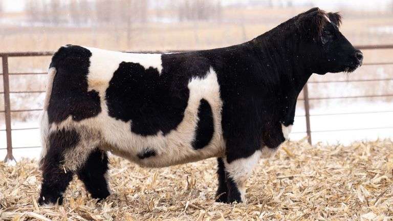 MATTHEWS RED & WHITE DELIGHT X 600 EMBRYOS