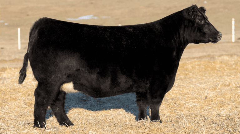 TIARKS TSC024 X KING OF KINGS A EMBRYOS