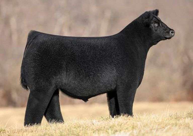 TIARKS CHOSEN 1 SEMEN