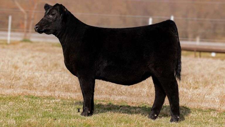 CLEARWATER TAG 13 HEIFER