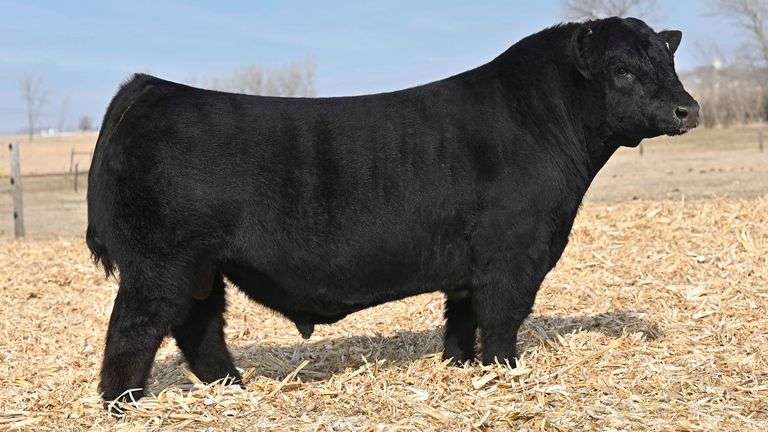 VANHOVE PATRÓN SEXED FEMALE SEMEN C