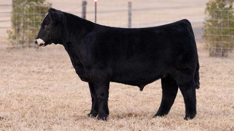 HERR/MITTAG TAG 7 BULL