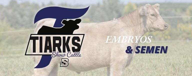 TIARKS SHOW CATTLE 1/25/26
