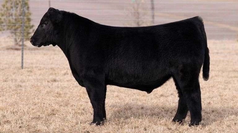 HERR/MITTAG TAG 10 BULL