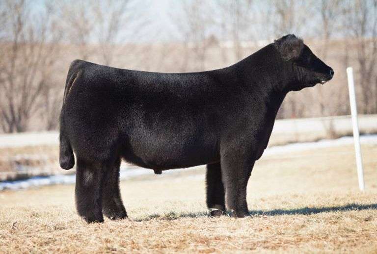 TIARKS FU MAN CHU SEMEN