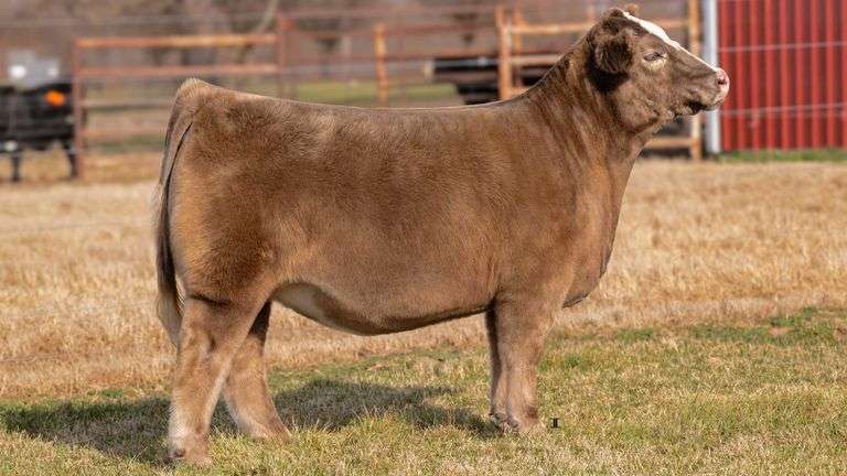 CLEARWATER TAG 595 HEIFER