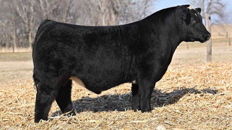 VANHOVE SPOT ON SEXED FEMALE B