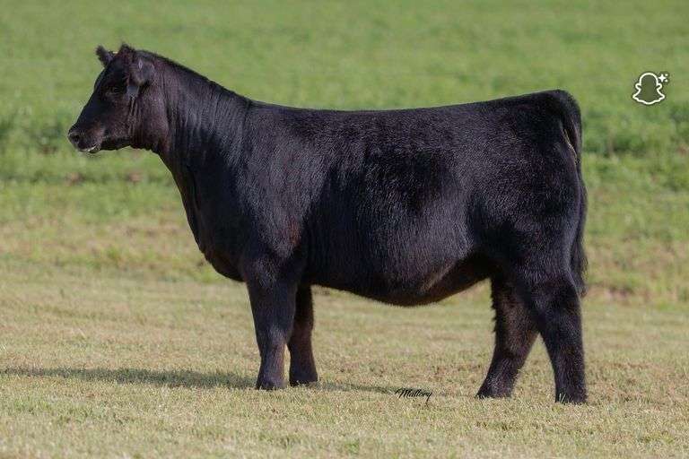 TIARKS TSC/PRYOR 042 X CHOICE ONE FOR ALL OR HITS DIFFERENT EMBRYOS
