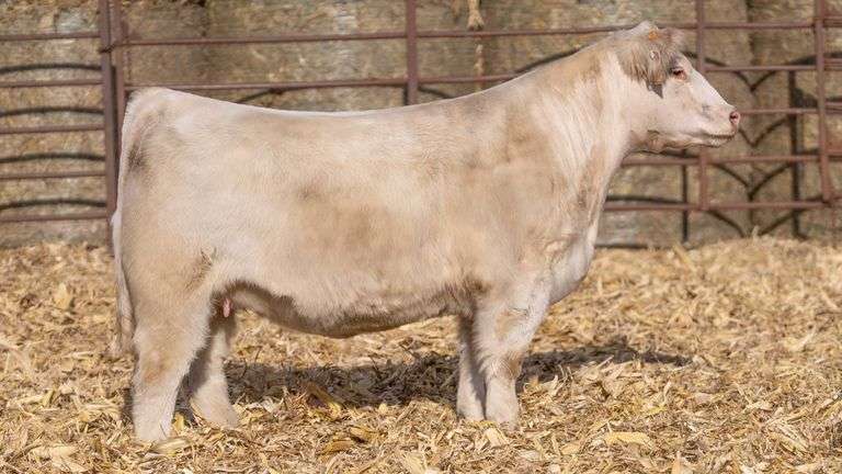 MATTHEWS TAG M220 BRED HEIFER