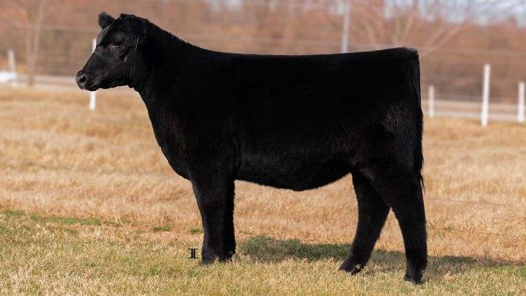 CLEARWATER TAG 12 HEIFER