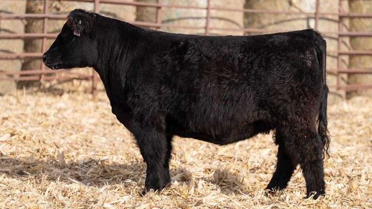 MATTHEWS TAG M221 BRED HEIFER