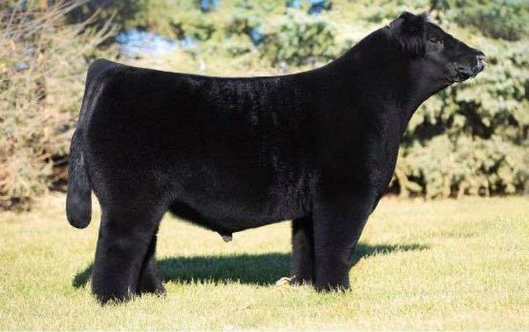 TIARKS WYNNE IN DOUBT SEMEN