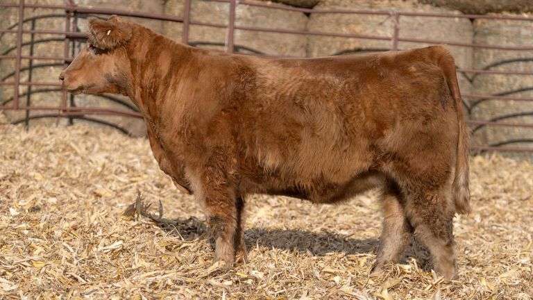 MATTHEWS TAG M223 PEACH BRED HEIFER