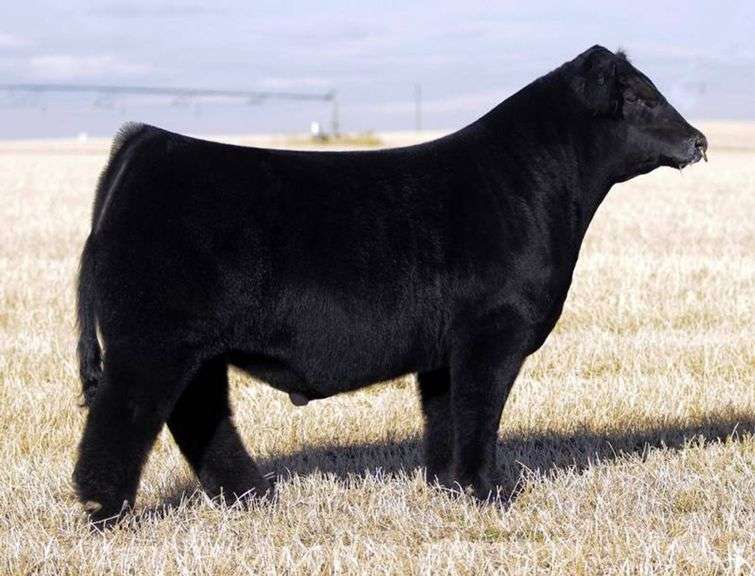 TIARKS CLASS ON CLASS SEMEN