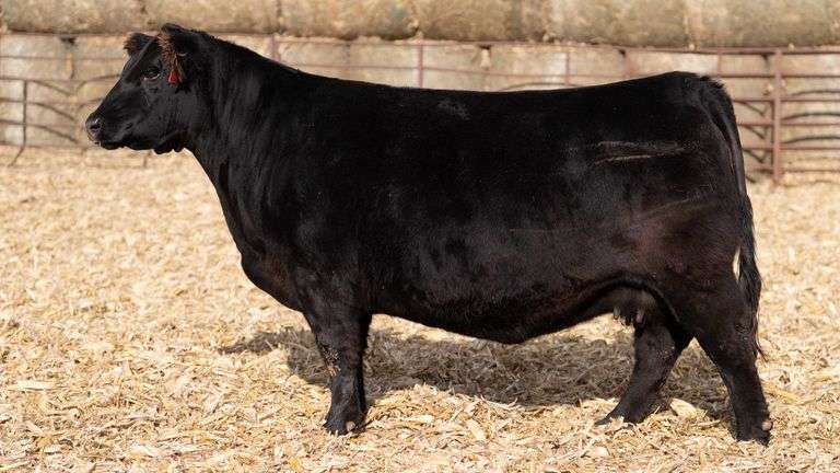 MATTHEWS TAG 820 BRED COW