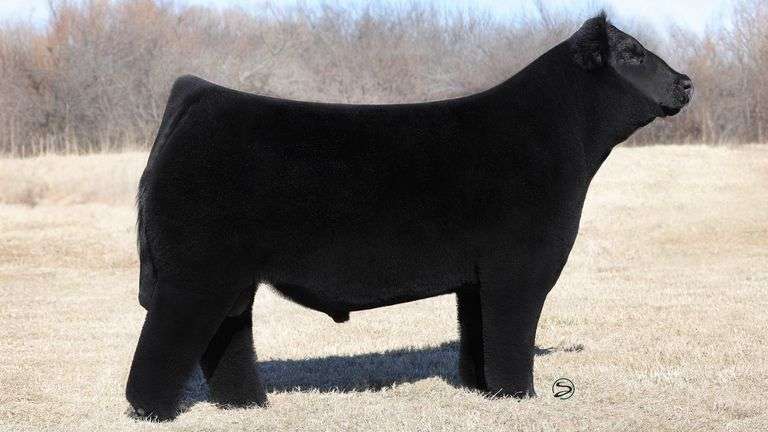 VANHOVE HERE FOR GOOD SEXED MALE SEMEN C