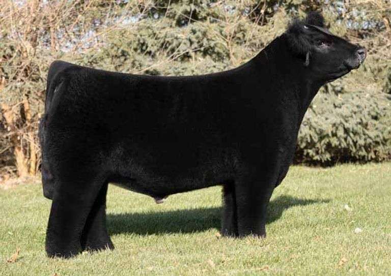 TIARKS WORTH THE WAIT SEMEN