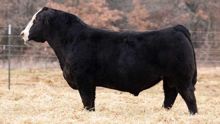 VANHOVE WALLSTREET SEXED SEMEN B