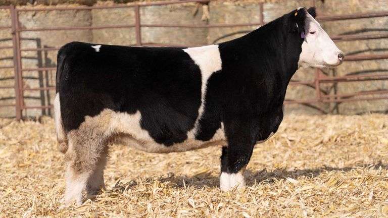 MATTHEWS TAG M222 BRED HEIFER