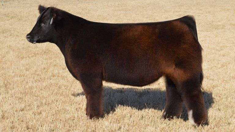 WELSHANS TAG 1663 STEER - SteerBidder