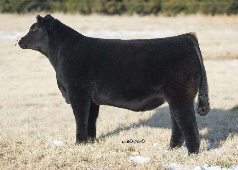 TIARKS WHIZARD SEMEN