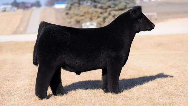 VANHOVE SAY NO MORE SEMEN C