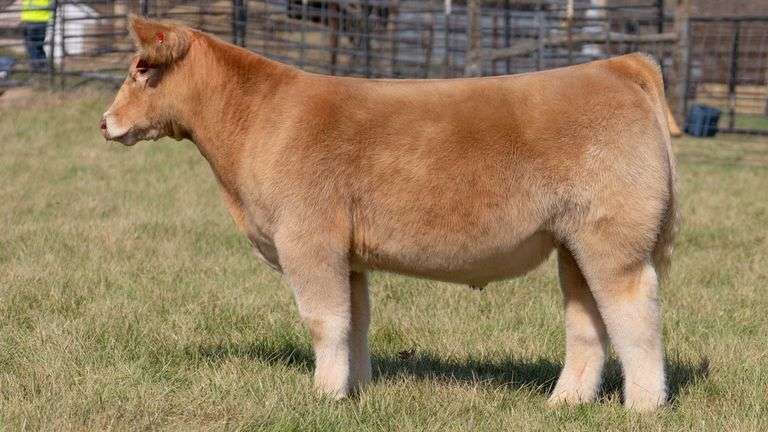ASHWORTH TAG 56 STEER