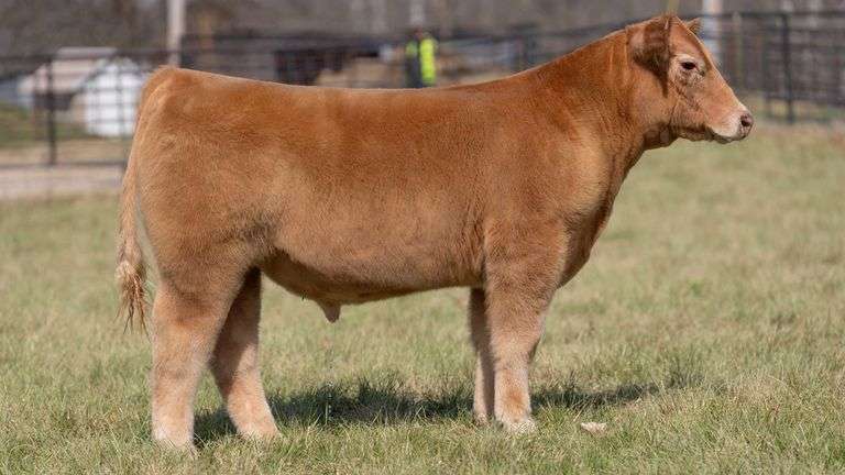 ASHWORTH TAG 57 STEER