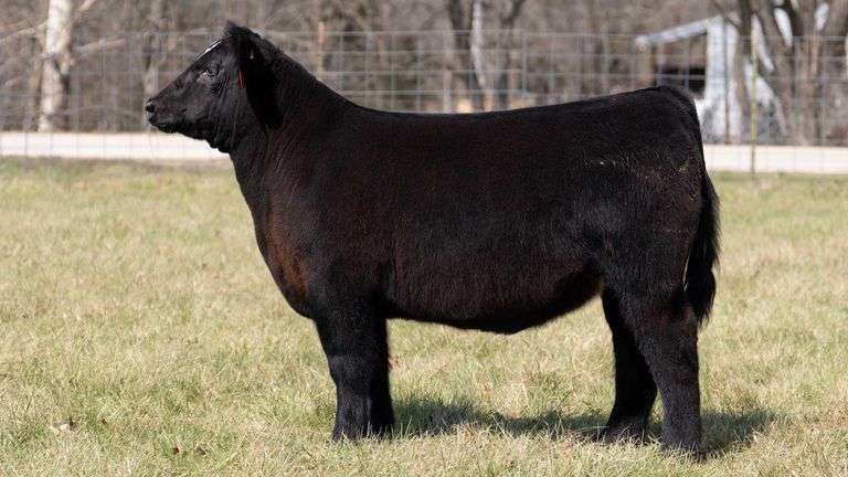 ASHWORTH TAG 78 STEER