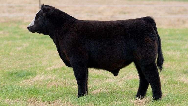 R458 VESTAL TAG R458 STEER - SteerBidder