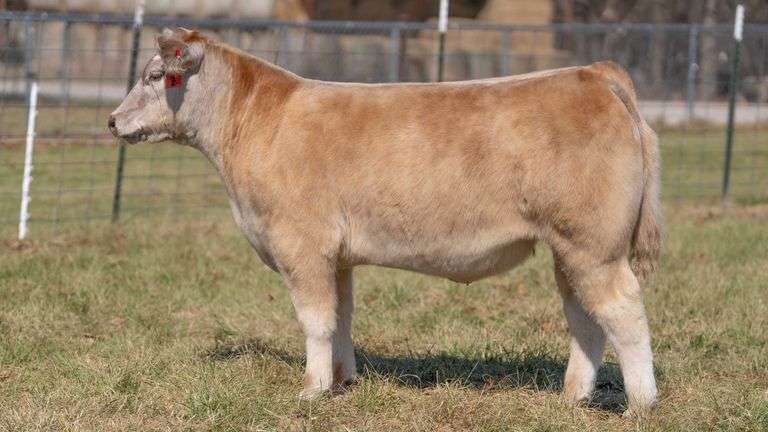ASHWORTH TAG 104 STEER
