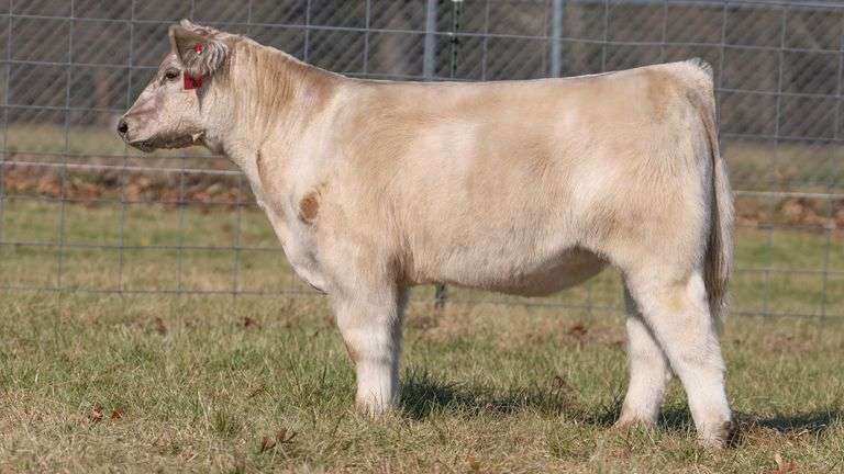 ASHWORTH TAG 103 STEER
