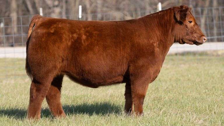 ASHWORTH TAG 86 STEER