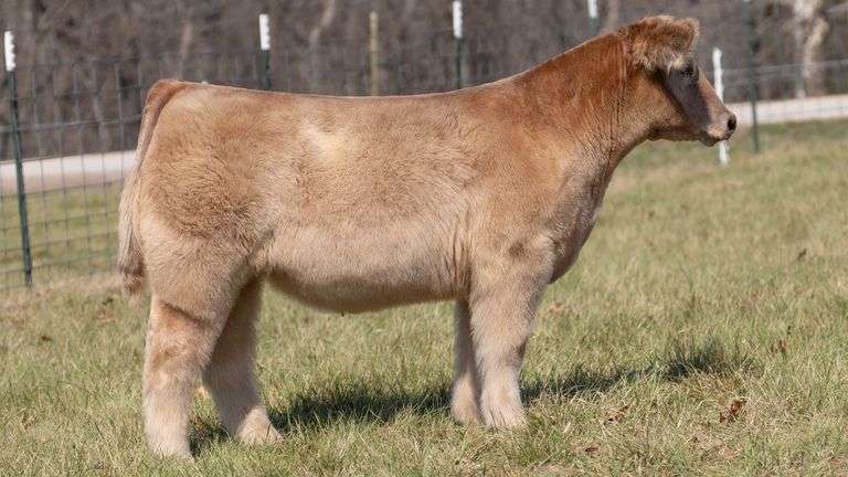 ASHWORTH TAG 63 STEER