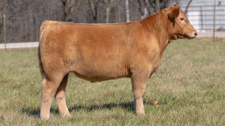 ASHWORTH TAG 60 STEER