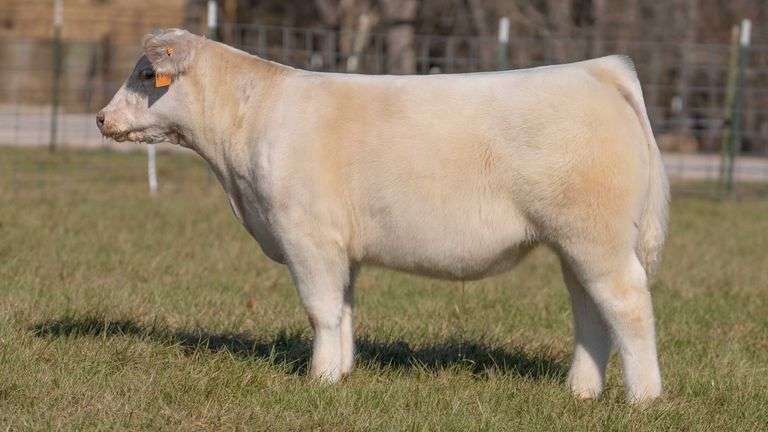 ASHWORTH TAG 102 STEER