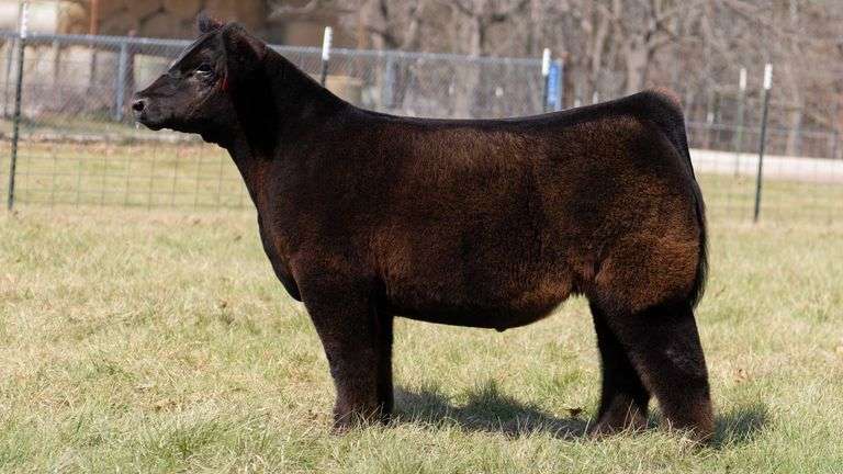 ASHWORTH TAG 74 STEER
