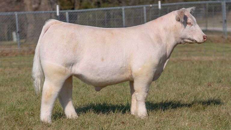 ASHWORTH TAG 52 STEER