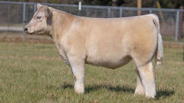 ASHWORTH TAG 92 STEER