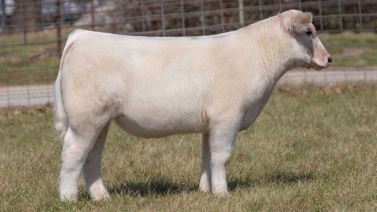 ASHWORTH TAG 98 STEER