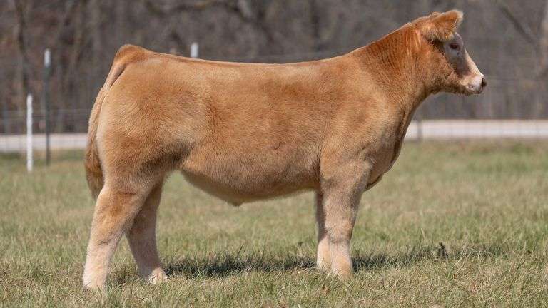 ASHWORTH TAG 58 STEER
