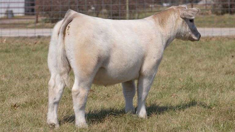 ASHWORTH TAG 99 STEER