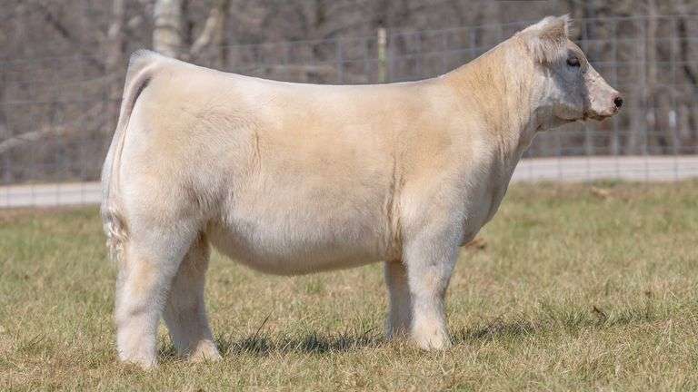 ASHWORTH TAG 50 HEIFER