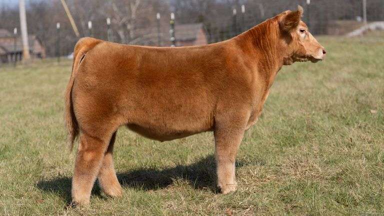 ASHWORTH TAG 54 STEER